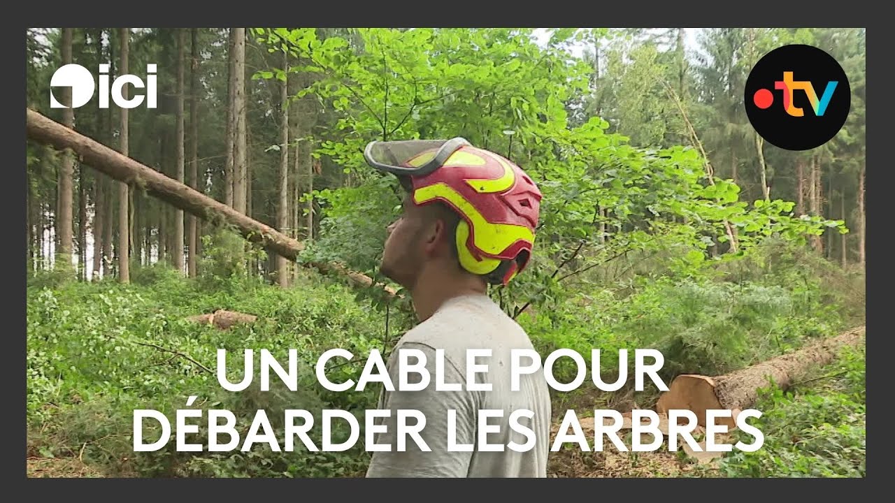 Débardage par câble aérien : une méthode plus écologique pour exploiter la forêt