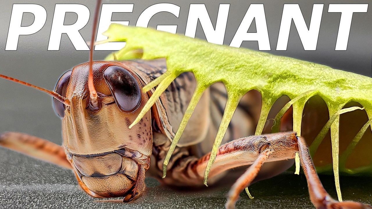 Pregnant Locust vs Venus Flytrap