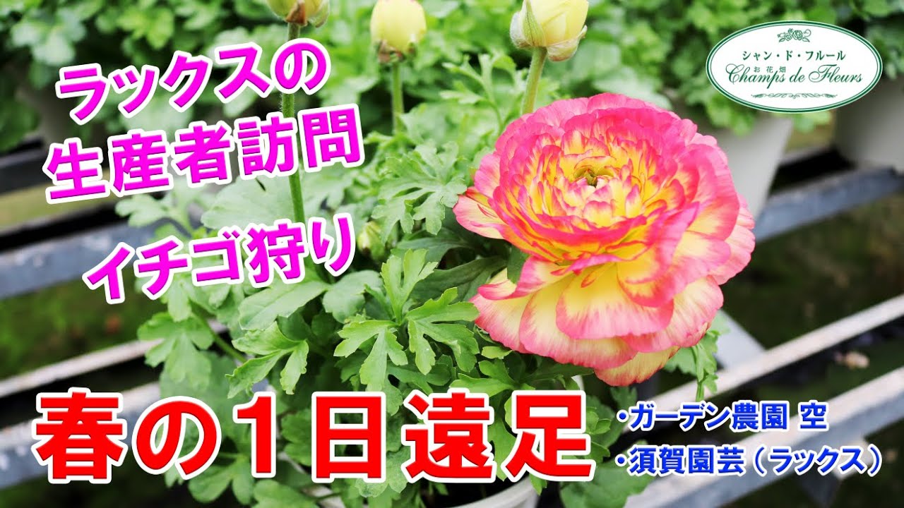【イベント】春の１日遠足♪ ラナンキュラス（ラックス）の生産者 & イチゴ狩り体験【須賀園芸・農園ガーデン空】