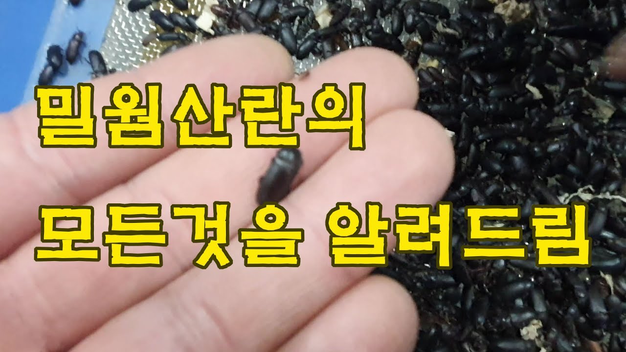 [곤충농장창업] 6화. 밀웜 산란의 모든 것..운영방법에서 노하우까지 고급정보 풉니다