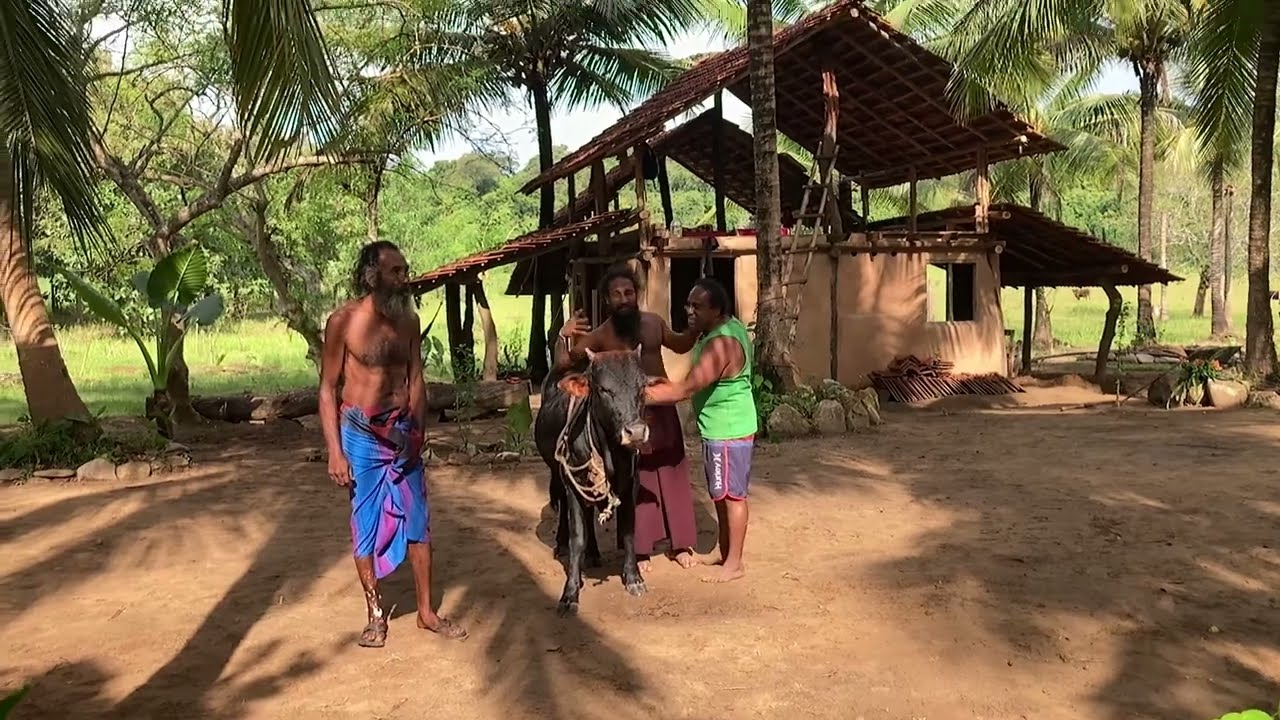 අලි ඉන්න මහ කැලේ පිටේයන ගොංවස්සා