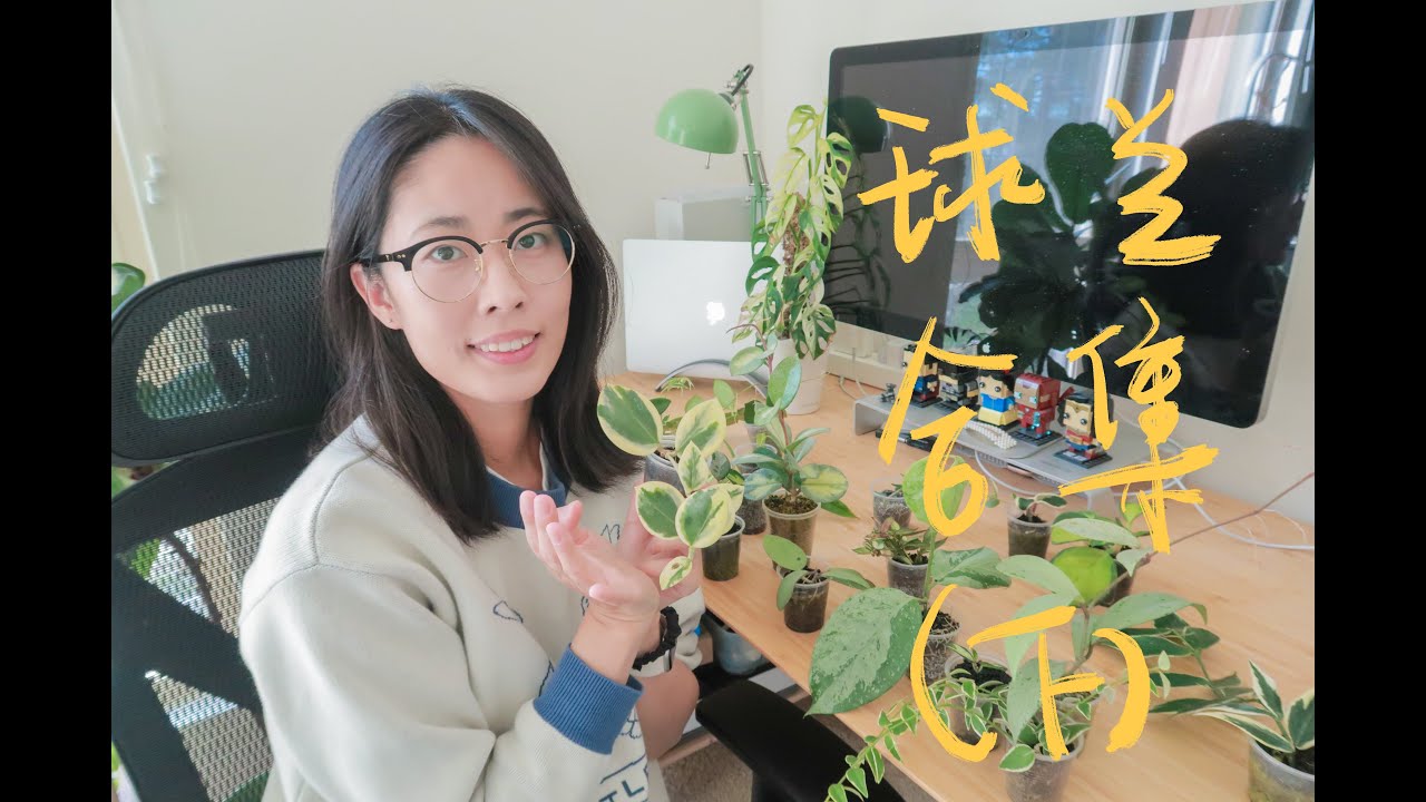 Hoya collection 球兰合集下 | 14种球兰推荐及扦插技巧