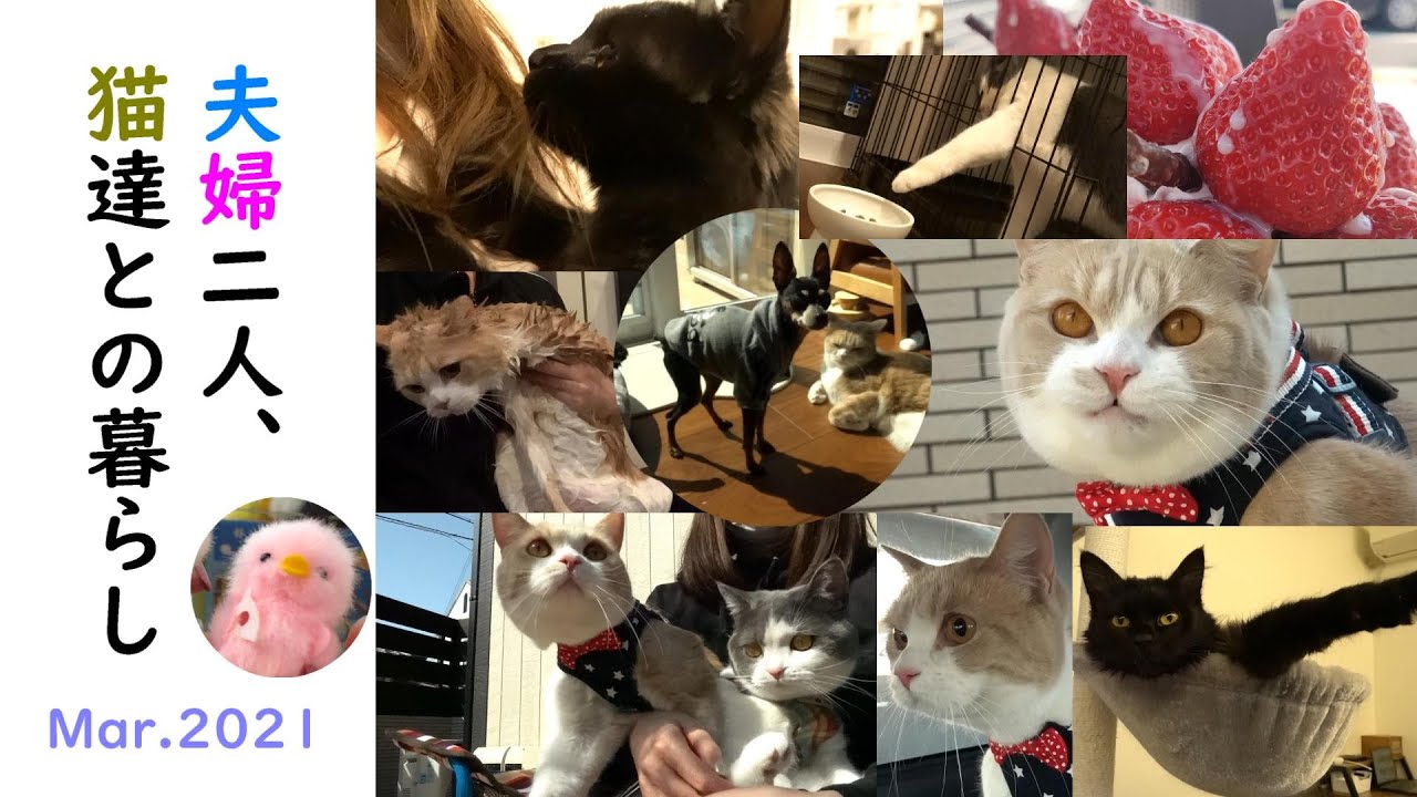 夫婦二人と猫達の1ヶ月総集編😺💕　Mar.2021