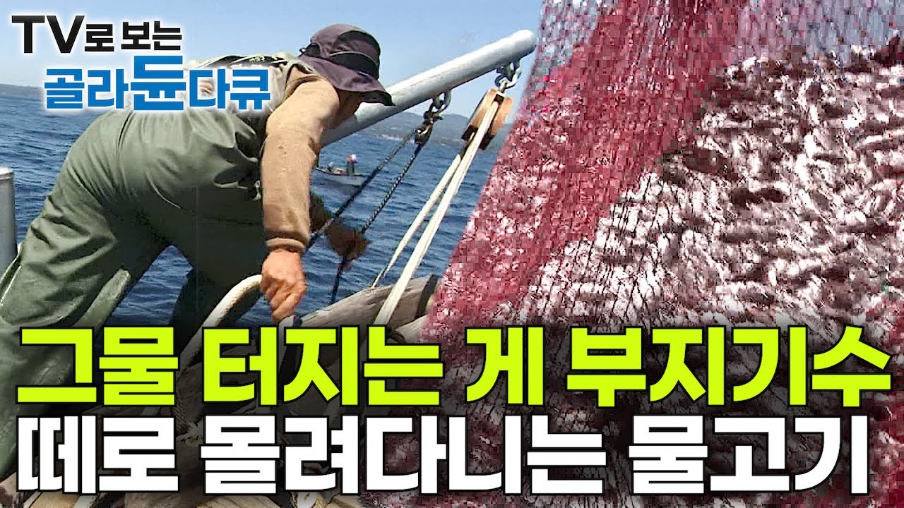 1톤 그물 터질 정도 엄청난 양! 걸렸다 하면 잡혀도 너무 많이 잡히는 대박｜떼로 몰려다니는 물고기｜잡자마자 횟감으로｜뼈채로 먹는 생선｜제주도 만선 자리돔잡이｜극한직업｜#골라듄다큐