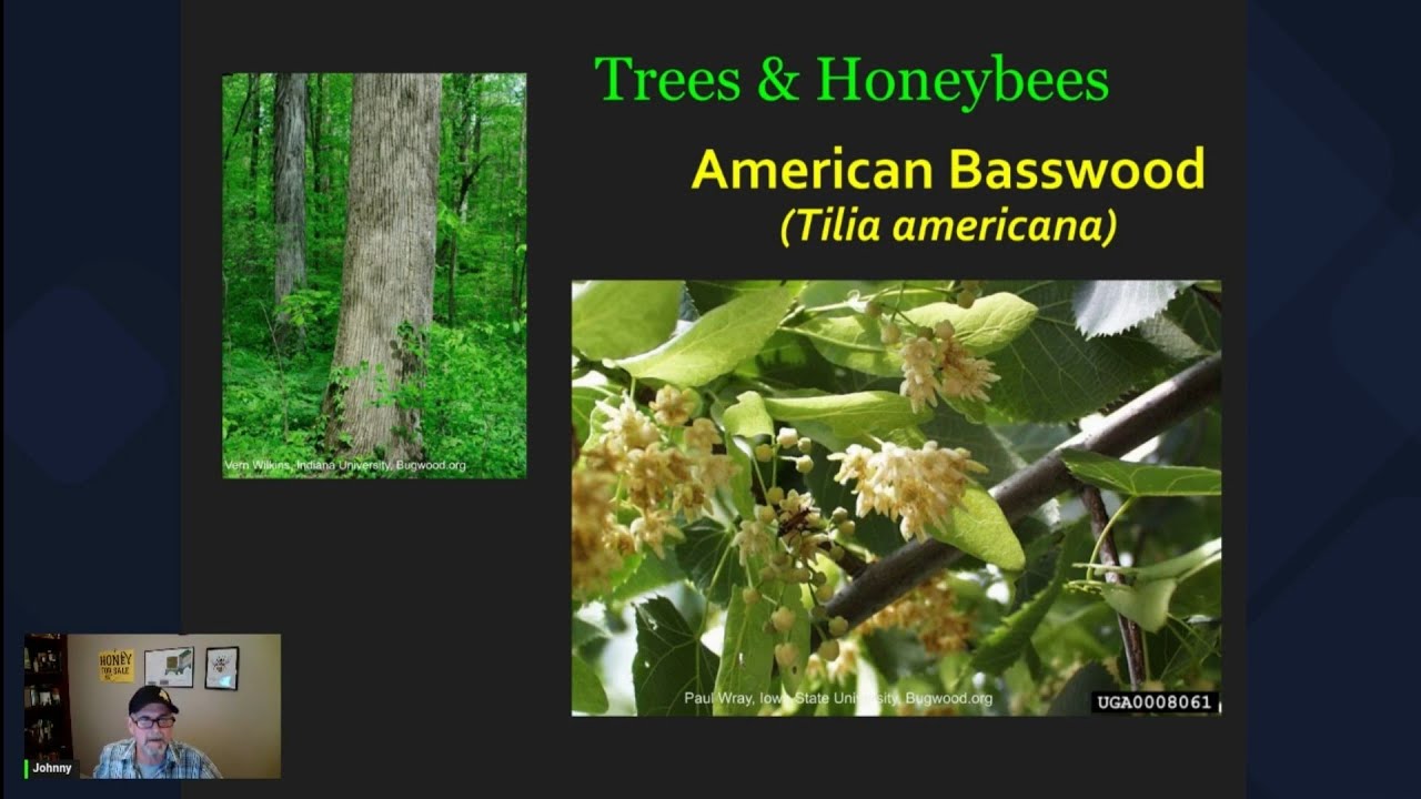 Trees & Honeybees -  American Basswood (Tilia americana)