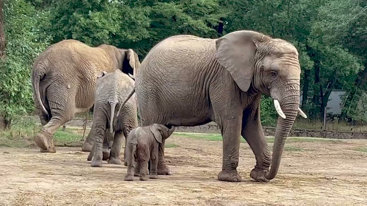 Afrikai elefánt született a Nyíregyházi Állatparkban
