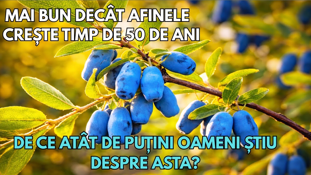 Mai bun decât afinele și portocalele la un loc. Crește timp de 50 de ani. De ce nu știi despre el?