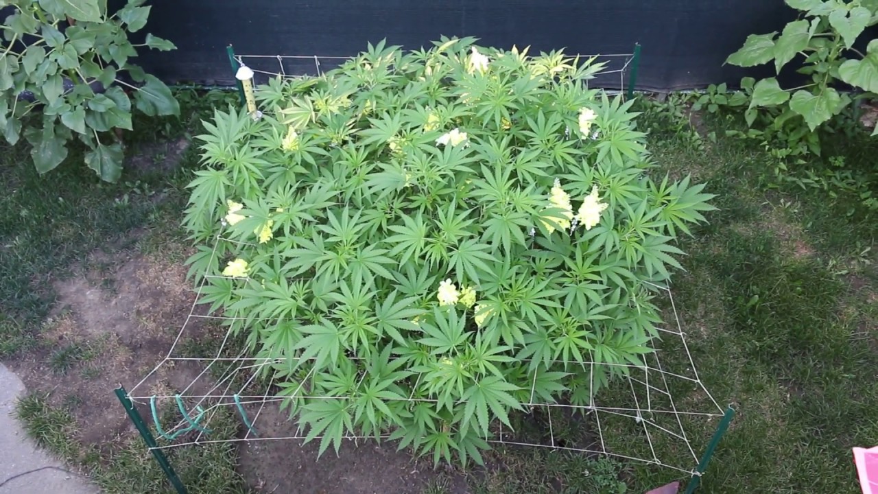 Outdoor cannabis grow 2019.