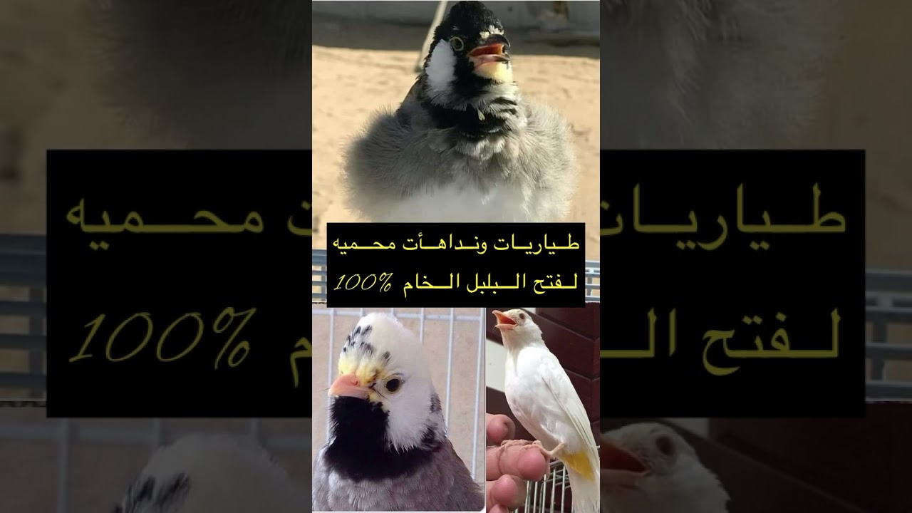 طياريات ونداهات محميه لفتح البلبل الخام مضبوطه 100‎%‎ شغل الفيديو بصوت ناصي