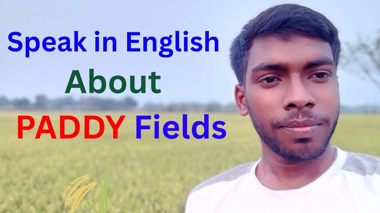 আমি ধানের ফসল সম্পর্কে ইংরেজিতে কিভাবে বলি? How do I talk about the paddy fields?