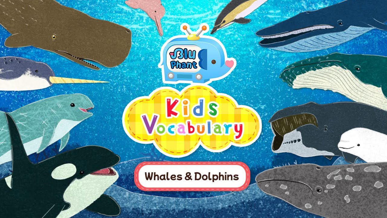 25 Whale & Dolphin Vocabulary Flashcards for Kids 🐋🐬 Learn Names and Play a Shadow Quiz!