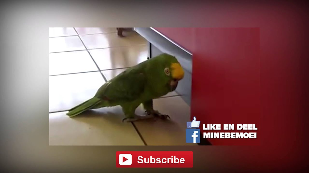 Papegaai praat Surinaams en Chinees