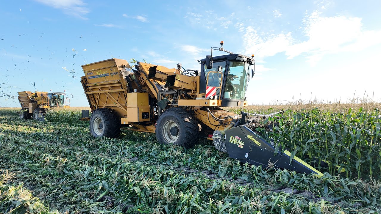 2025 Sweet corn harvest with DRAGO GT and OXBO | Recolte de mais doux avec Olimac DRAGO GT
