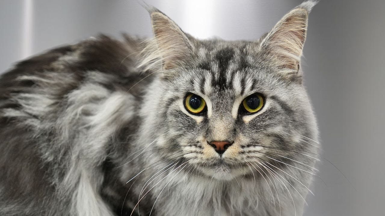 And THIS is why I love Maine Coon cats 😍