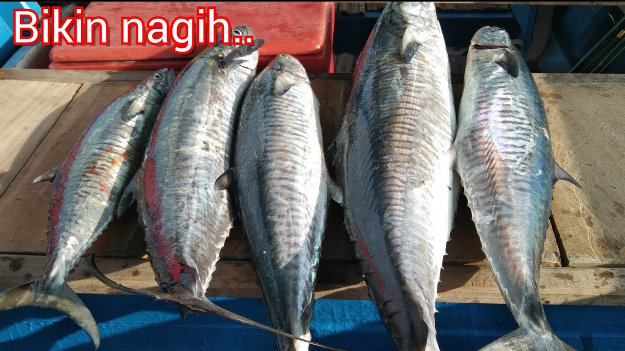 Mancing ikan predator || umpan pelagis yg jitu || #mancingmania #konceran