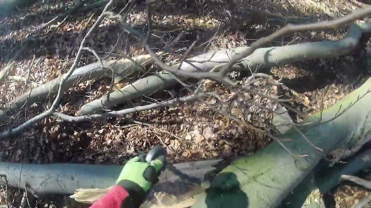 Ťažíme buky,logging in Slovakia,LKT 81Turbo