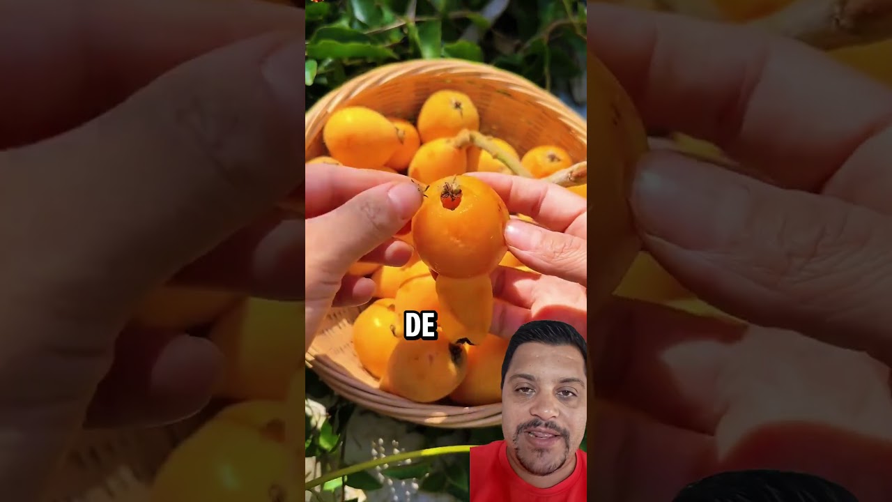 fruta nespera deliciosa #horta #plantas
