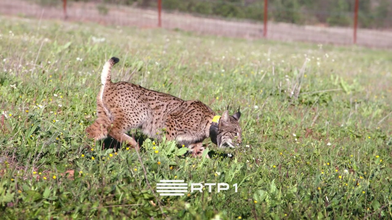 Separadores RTP 1 - Linces 04