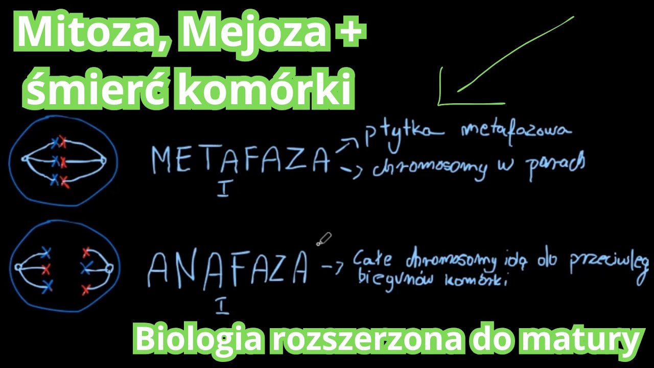 Mitoza i Mejoza, śmierć komórki (apoptoza, nekroza) | Biologia do matury