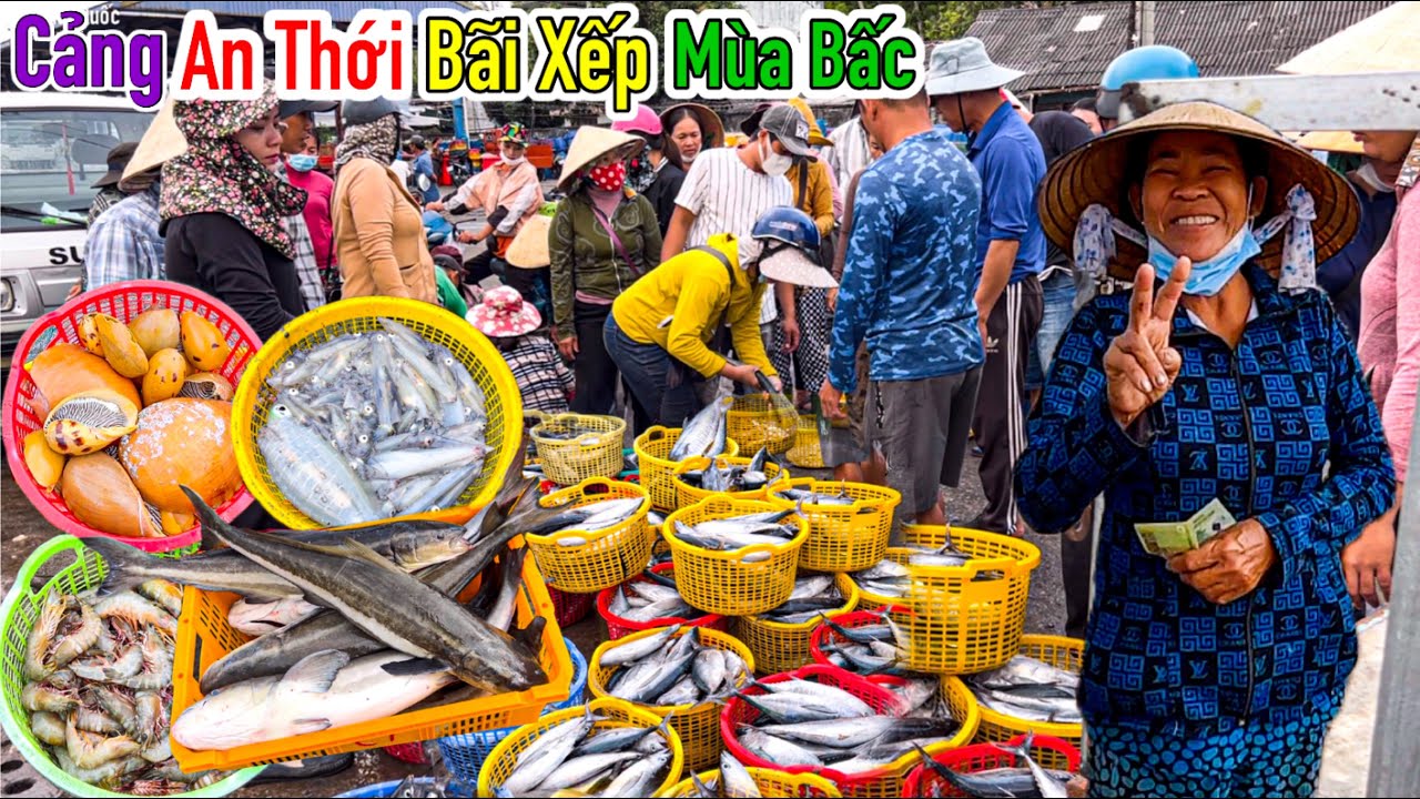 Cảng An Thới - Bãi Xếp Vào Mùa Bấc | Bà Con Tranh Nhau Mua Cá Cực Đông Vui | Sơn Phú Quốc