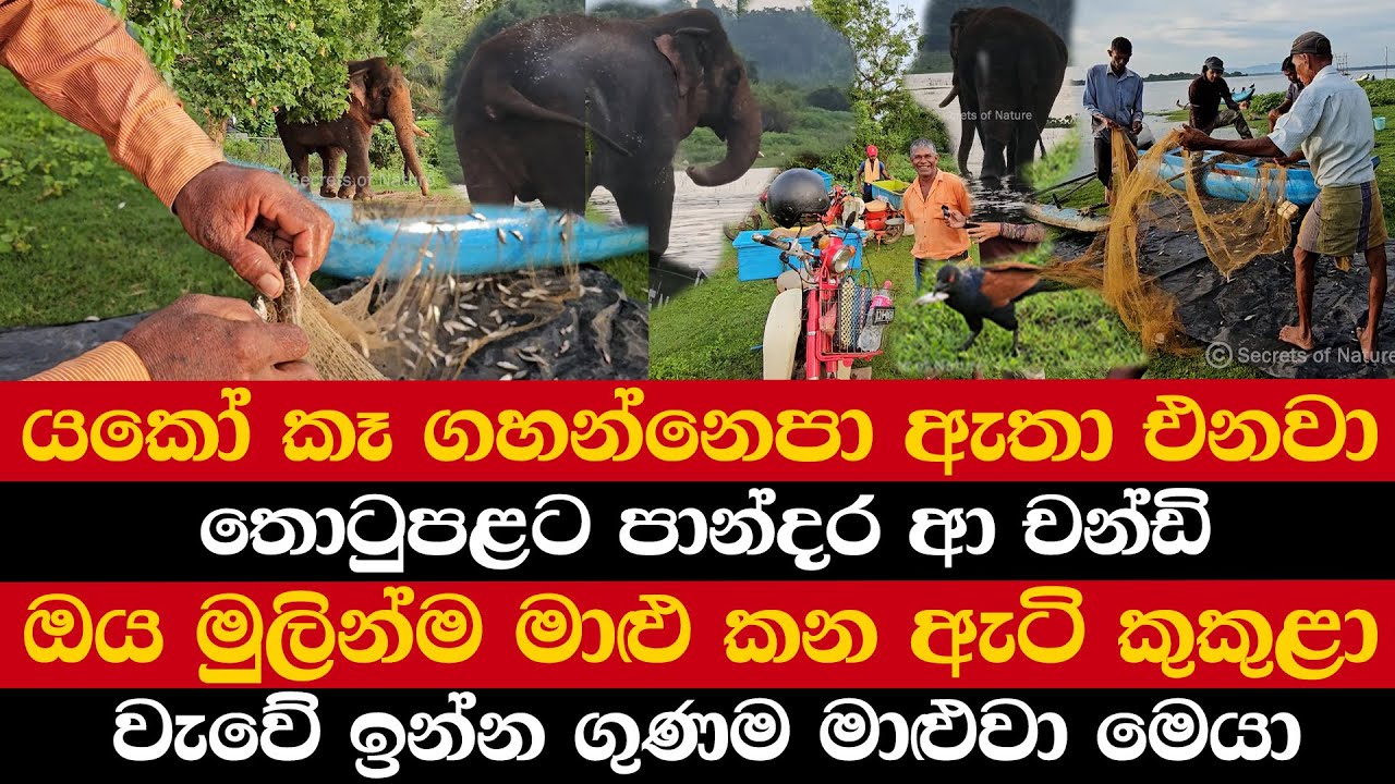 යකෝ කෑ ගහන්නෙපා ඇතා එනවා | තොටුපළට පාන්දර ආ චන්ඩියා | ඔය මුලින්ම මාළු කන ඇටි කුකුළා