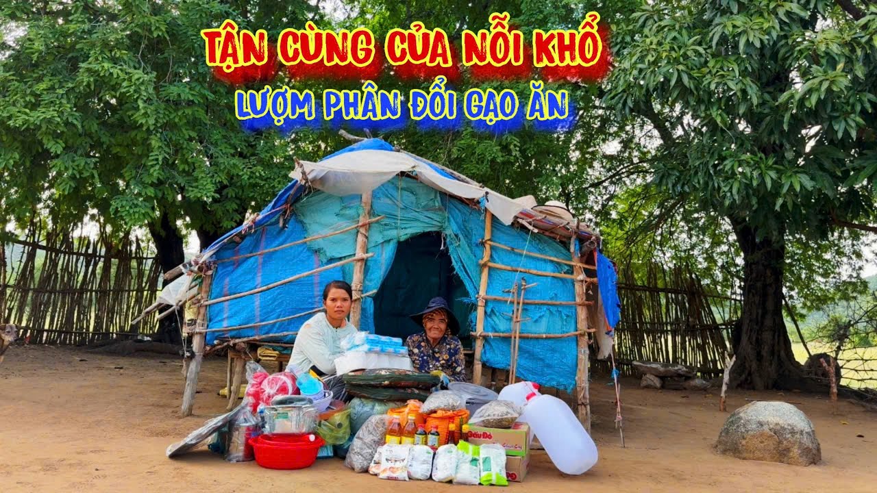 TẬN CÙNG, ăn ngủ ở CĂN NHÀ mục nát, BÒ LẾCH lượm phân đổi gạo ăn - tập 1223