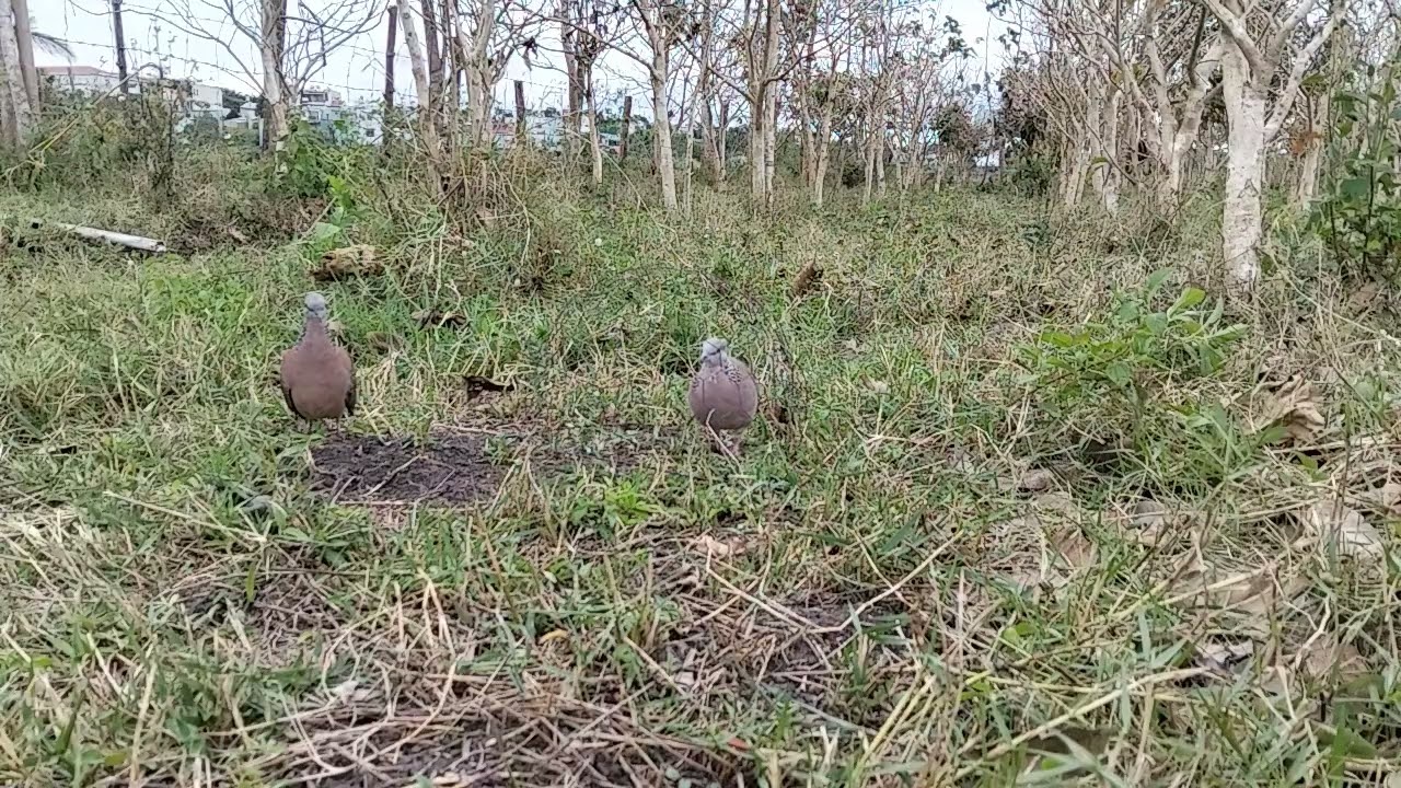 Bổi nổi lần đầu đụng bổi.mà bổi nó gù cho chạy luôn.hên chưa xỉa lông