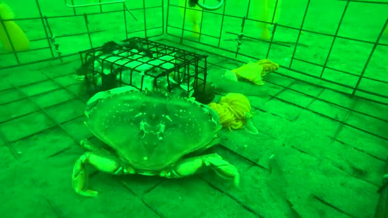 Gopro Timelapse in Crab Pot