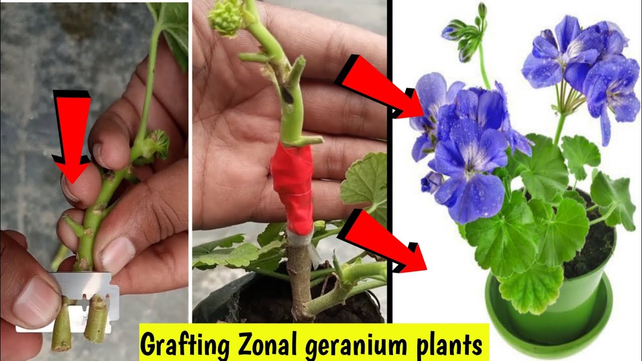 How to graft Zonal geranium plants