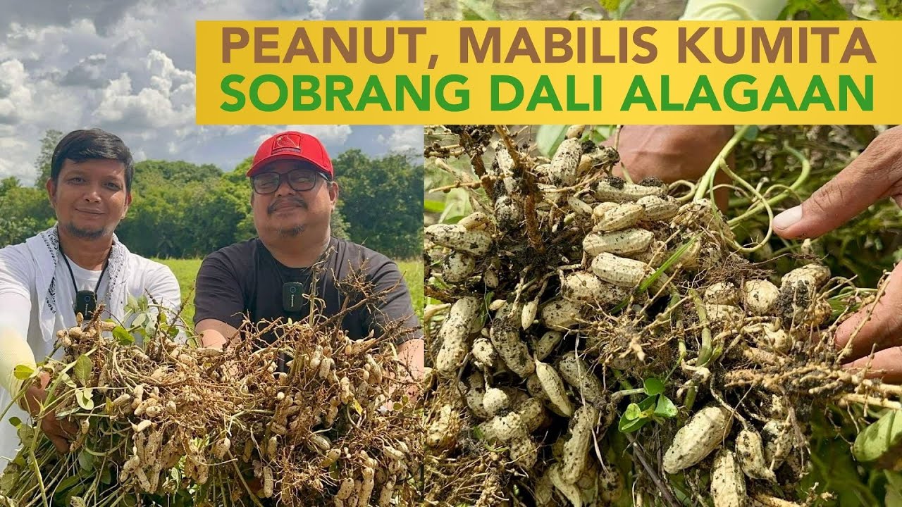 Mabilisang Kita, Sobrang Dali Alagaan: Peanut Farming!