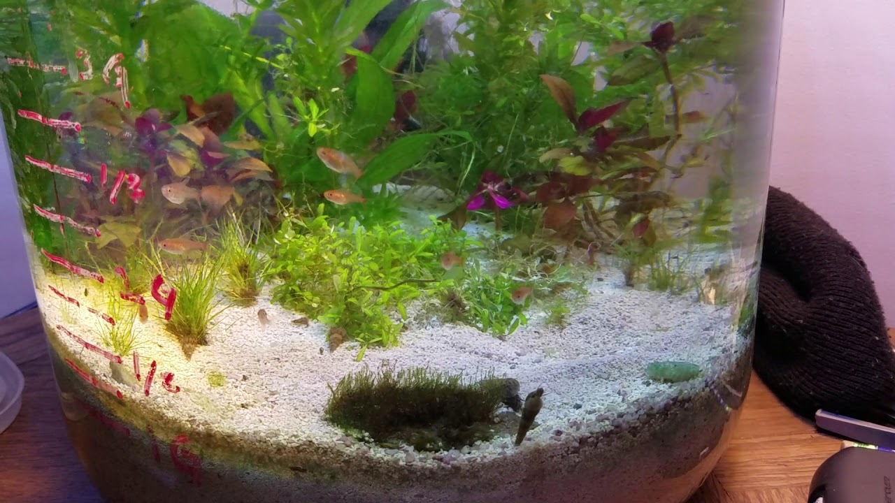 Ember Tetra Introduction to Red Cherry Shrimp Aquarium!!!