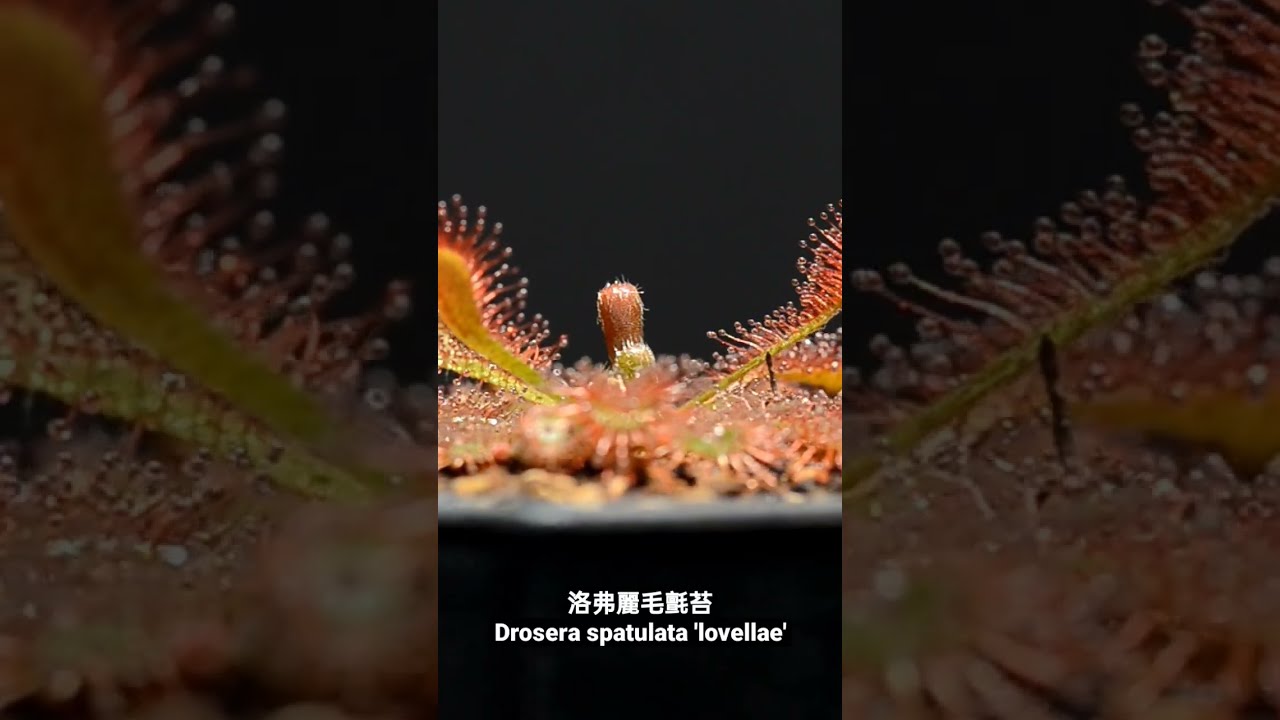 洛弗麗毛氈苔 Drosera spatulata 'lovellae'