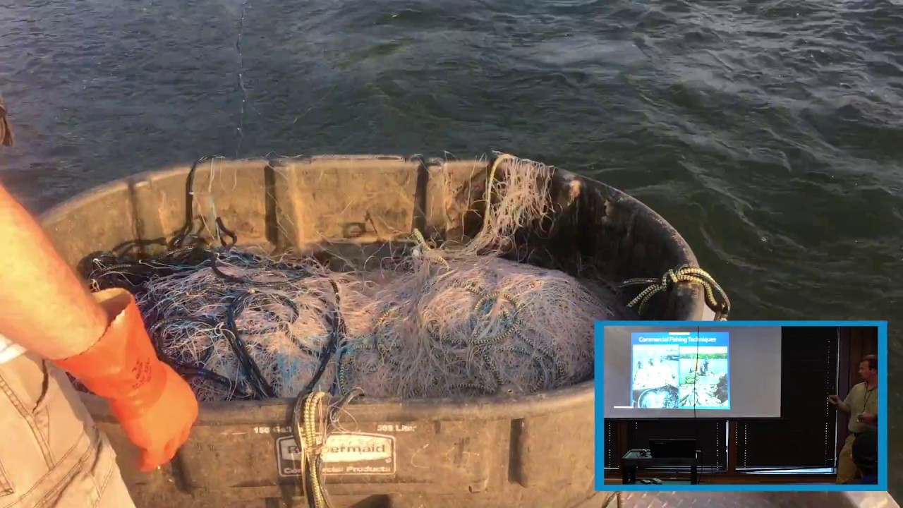 Active Gill Netting for Silver and Bighead carp