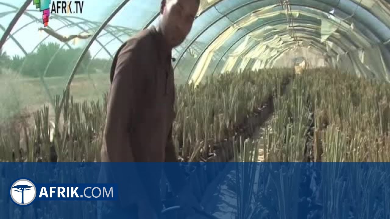 Maroc : Agriculture du palmier