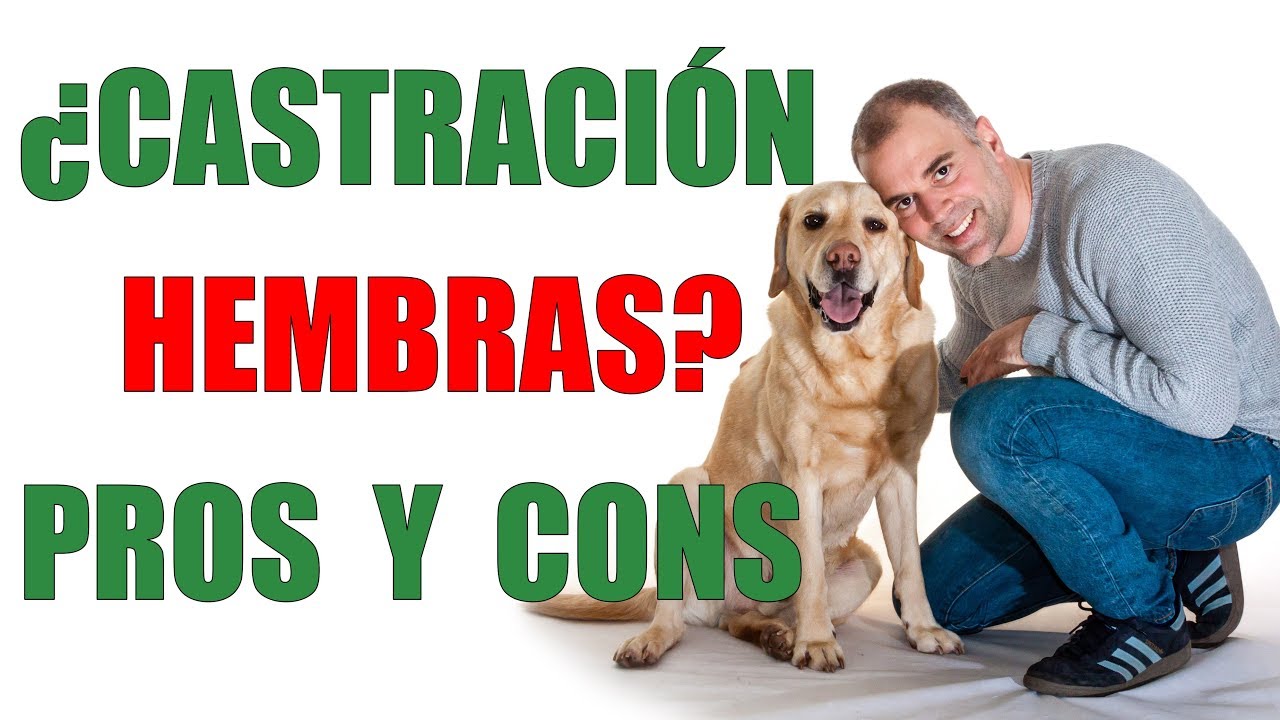 CASTRACIÓN HEMBRAS- Ventajas y Desventajas de VACIAR A TU PERRA
