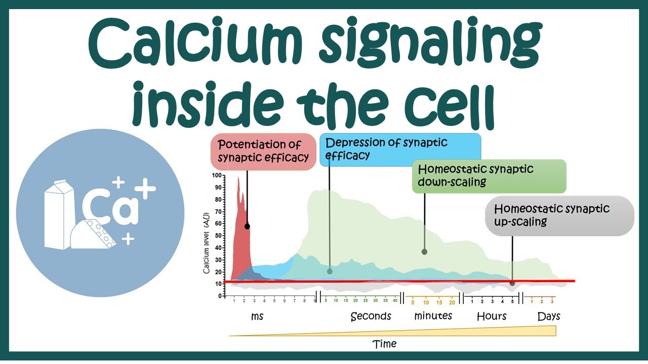 Calcium signalling inside the cell