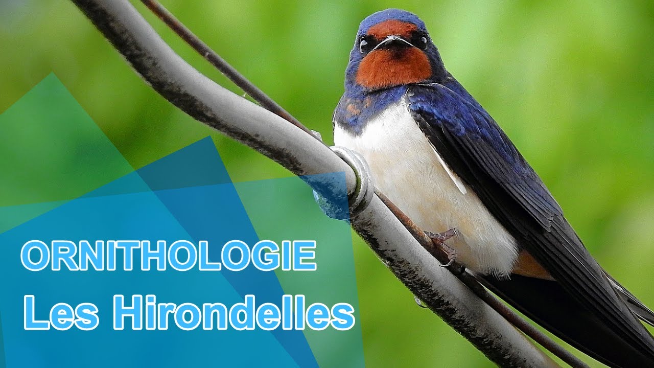 Ornithologie - Les Hirondelles