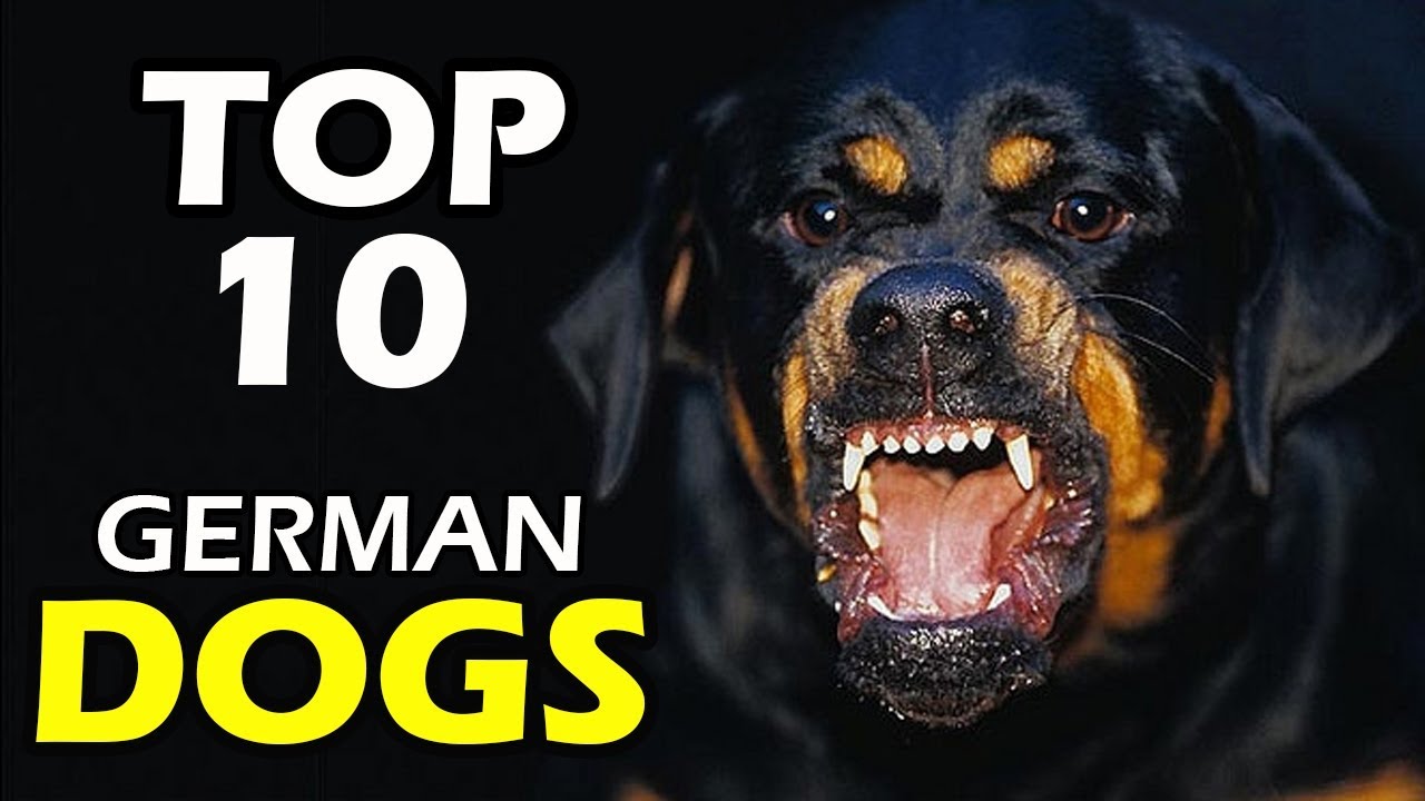 TOP 10 GERMAN DOG BREEDS IN THE WORLD