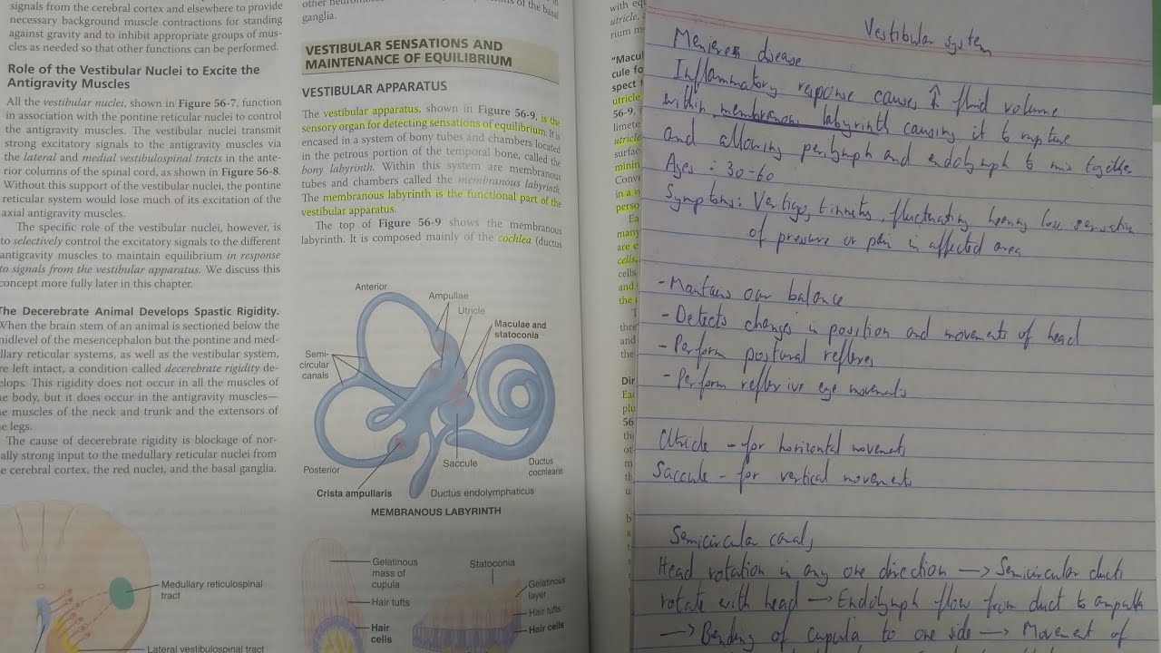 Auditory System Part 2 (Vestibular System) - PHYSIOLOGY