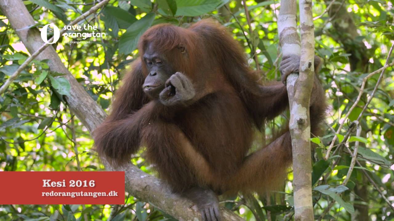 Kesi p&aring; &Oslash;-universitetet, Red Orangutangen 2016