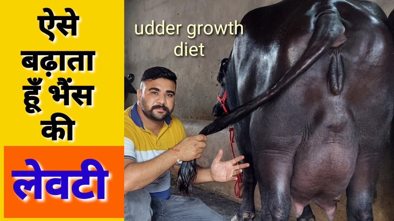 Udder badane ki diet|लेवटी बढ़ाने के उपाय|Dr.Vishal Sindhwani|pashucare|