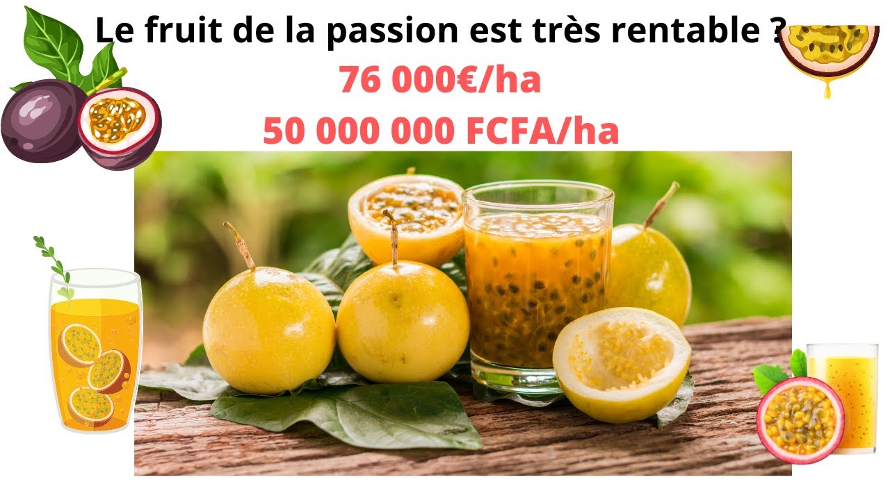 La culture du fruit de la passion de A à Z : cette culture génère plus de 76 000€/ha ? #agribusiness