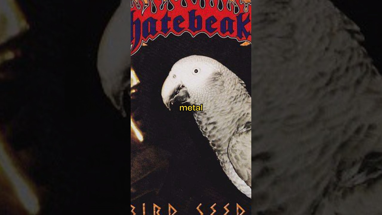 Солист этой группы &mdash; попугай 🦜