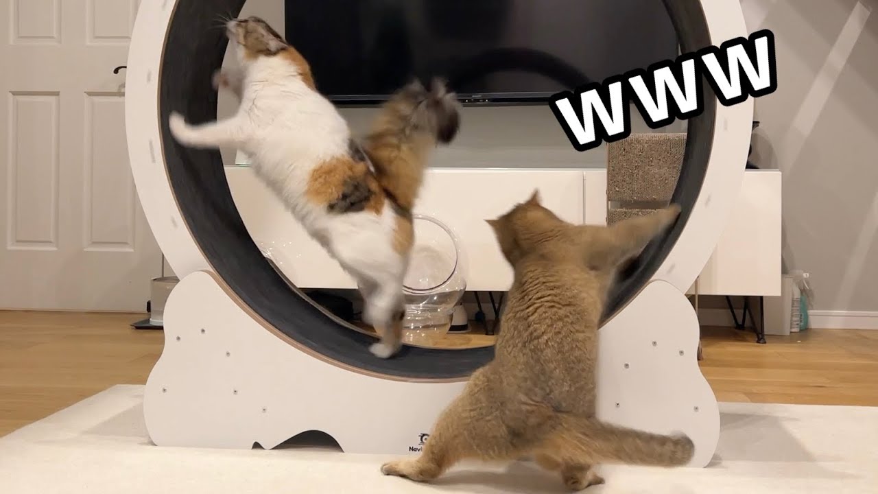 憧れのキャットホイール入手したらさすがに面白すぎたw