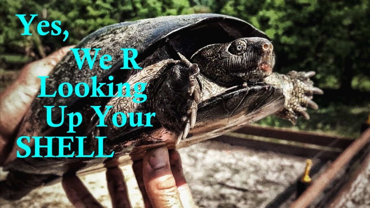 BOY or GIRL Mud Turtle? Can U Tell?
