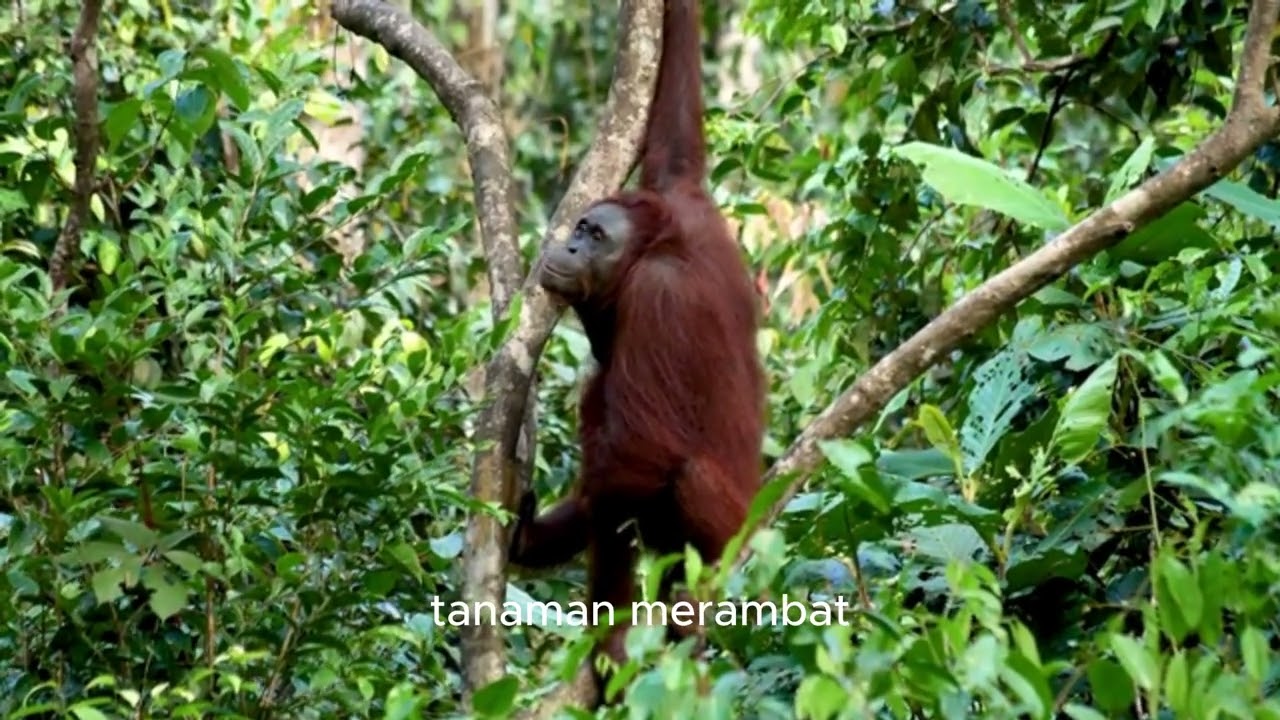 Spesies Langka dan Keunikan Mereka#animals #kidsvideo #unique #kidslearning