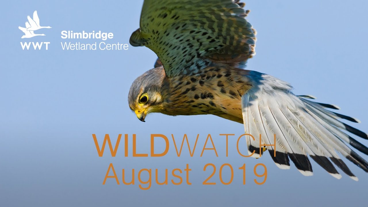 WWT WildWatch Slimbridge - August 2019