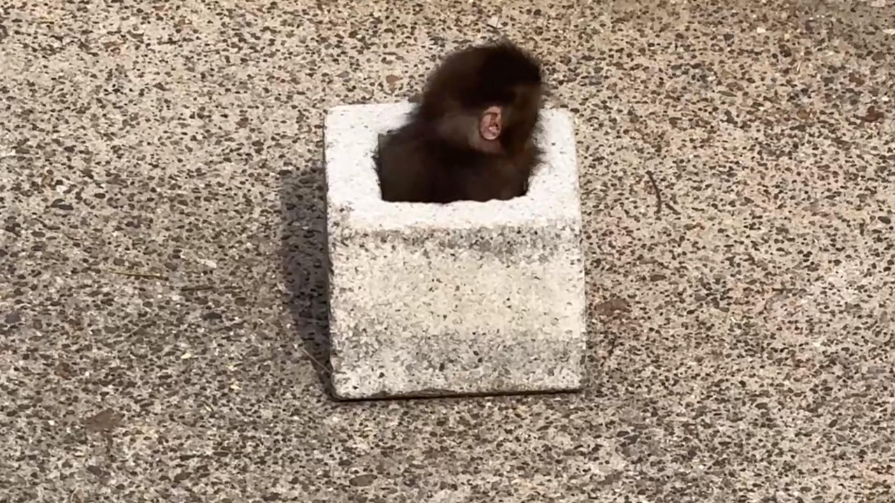 番外編 パンチくん隠れる！【番外編】【市川市動植物園】ニホンザル