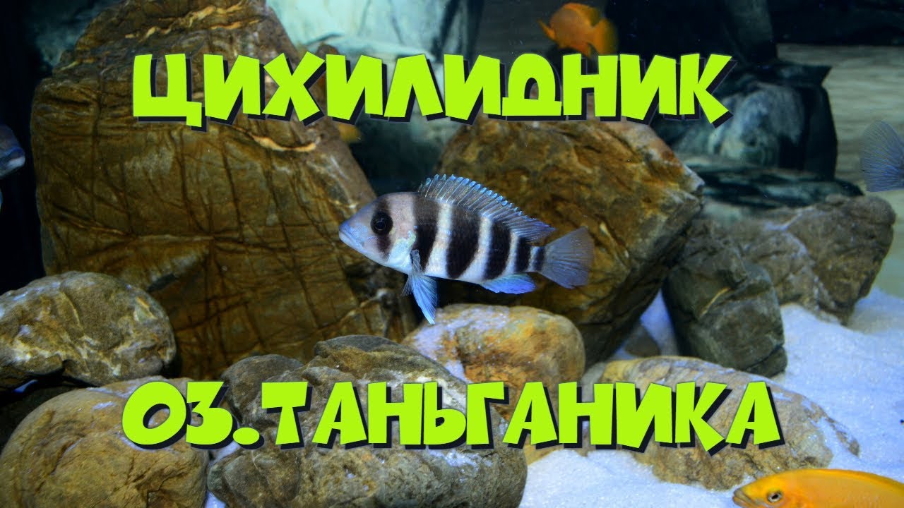 Цихлидник оз. Таньганьика