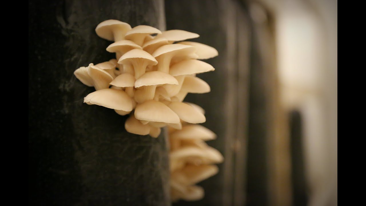 Growing Mushrooms | Iowa Ingredient